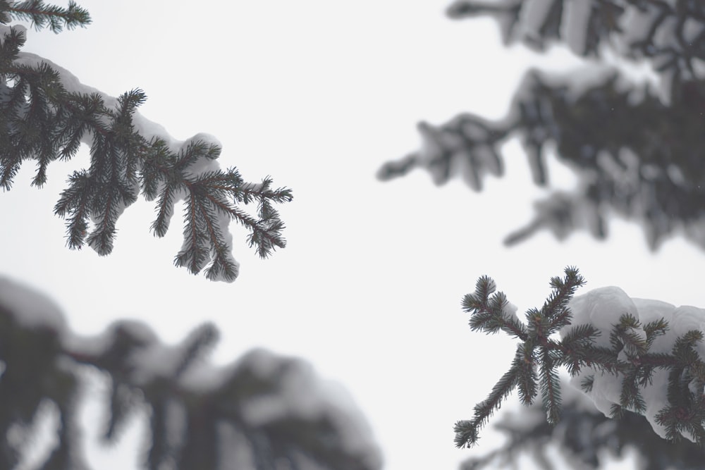 the branches of a pine tree are covered in snow