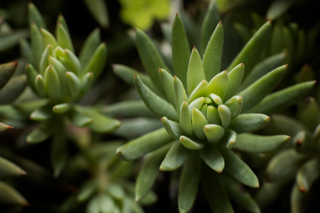 green plant in close up photography