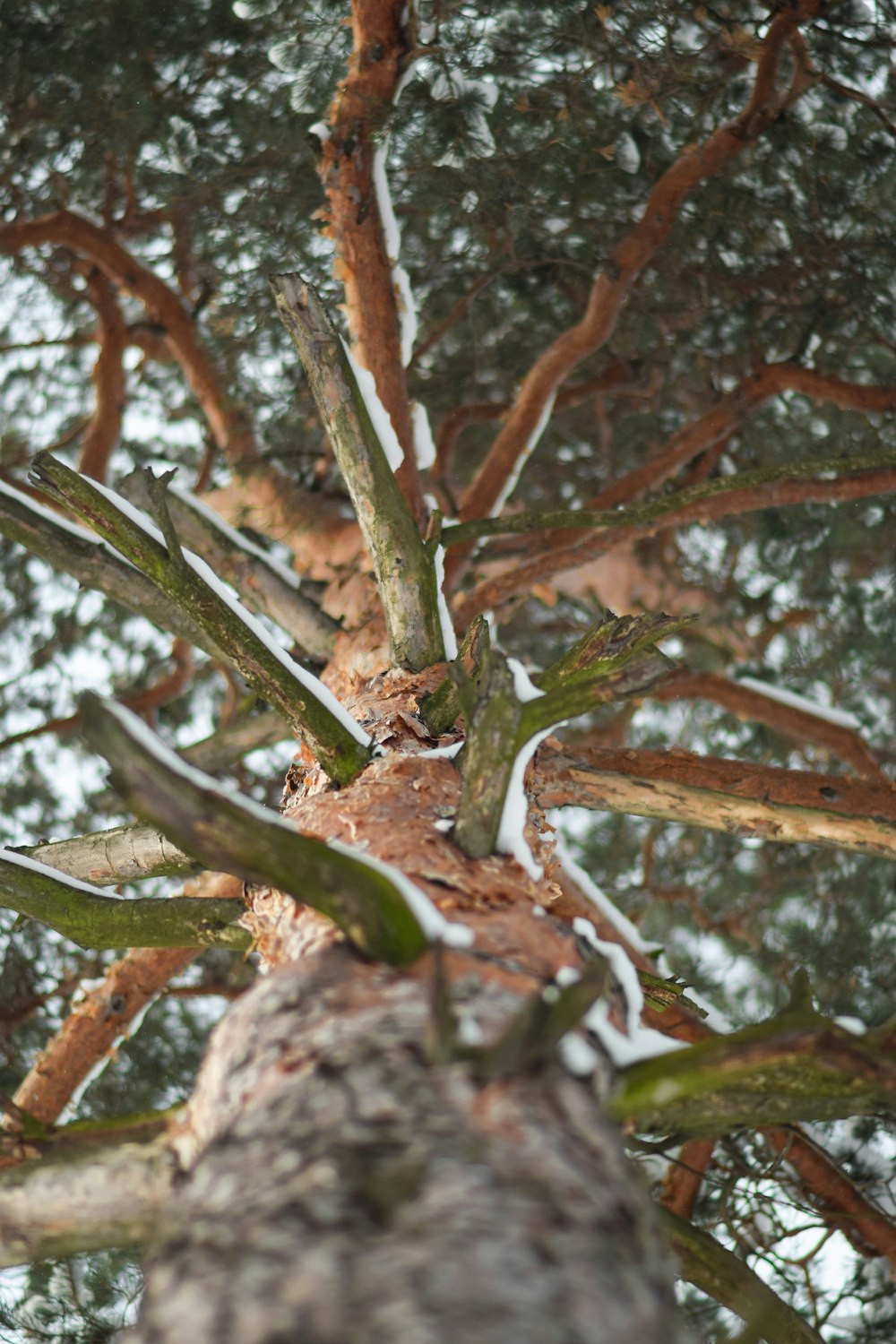 a large tree with lots of branches and snow on it