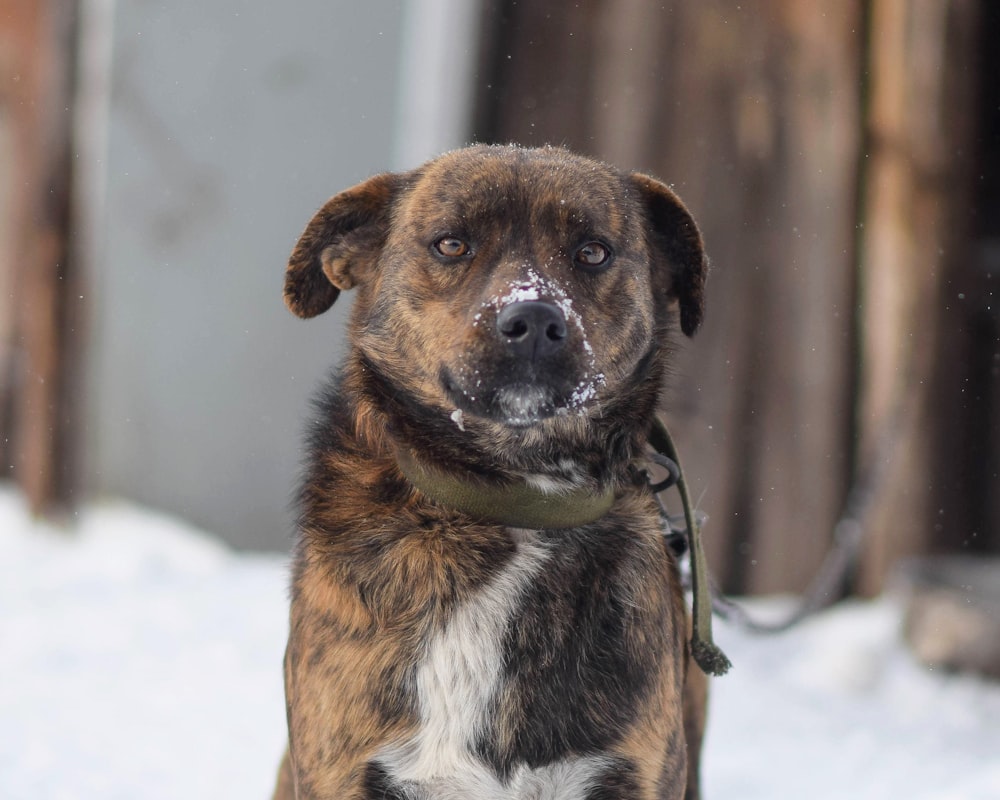 a brown and white dog sitting in the snow