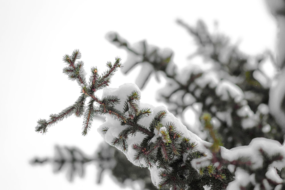 a branch of a pine covered in snow