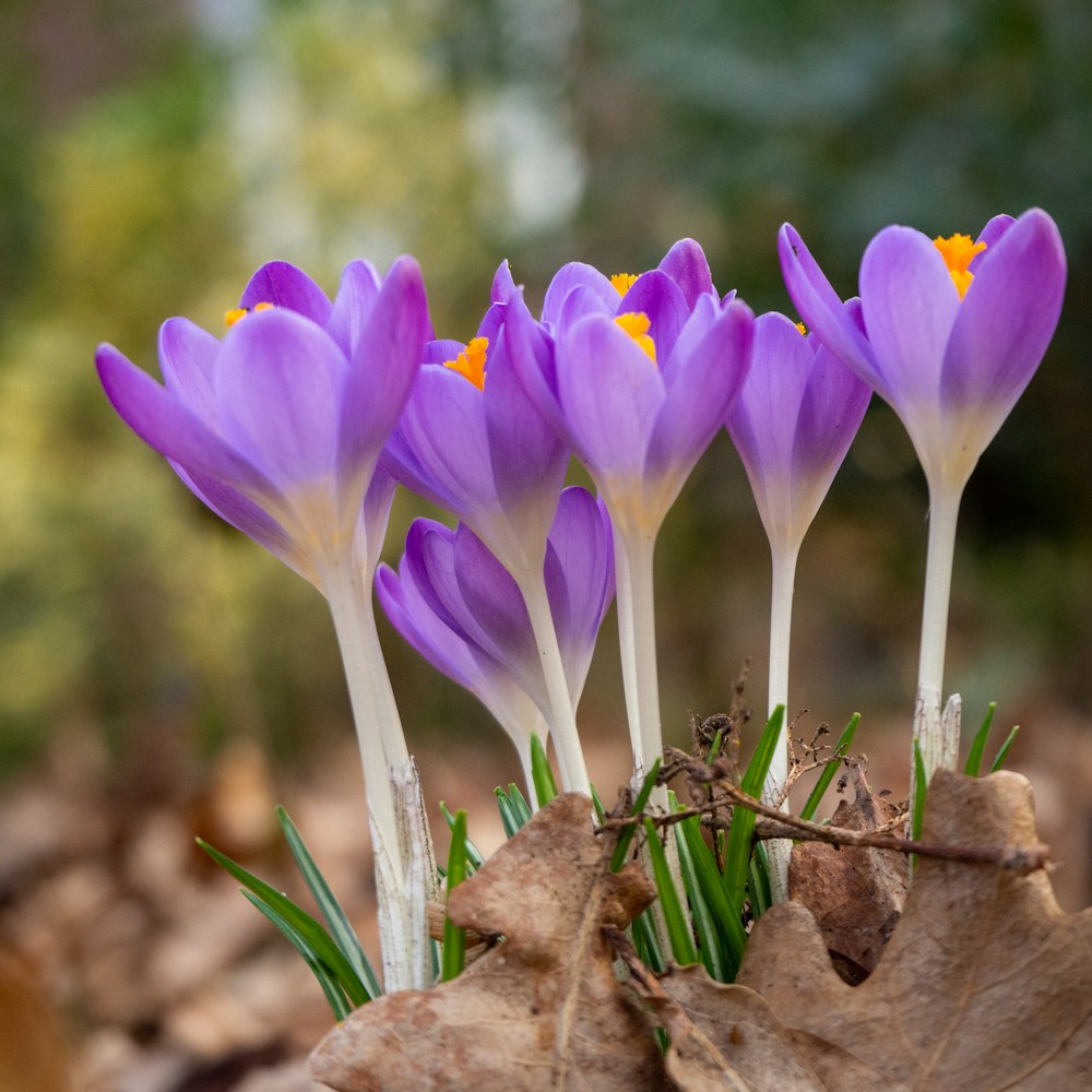 purple crocus flowers in bloom during daytime