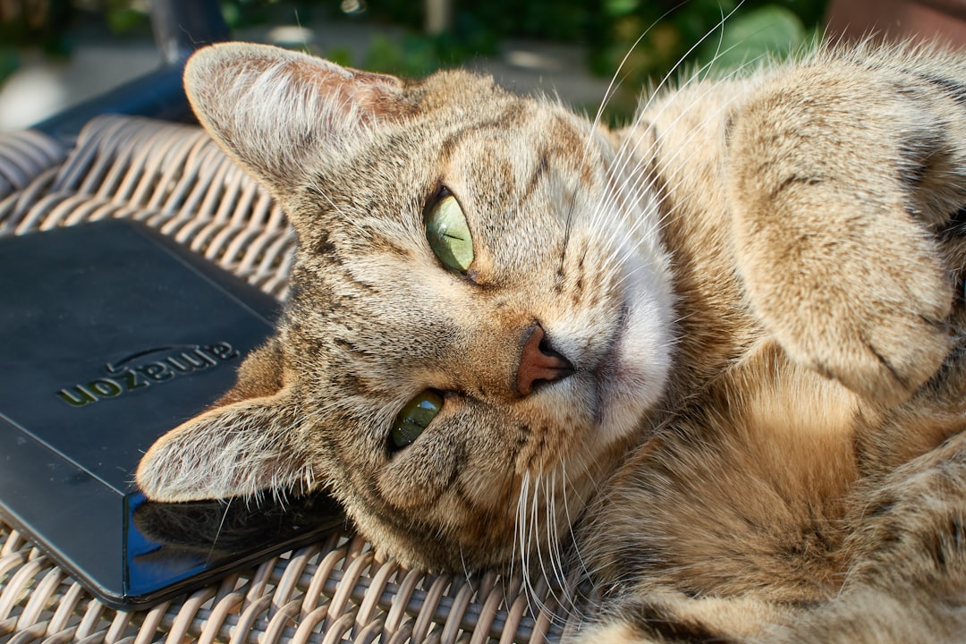 brown tabby cat lying on black computer keyboard