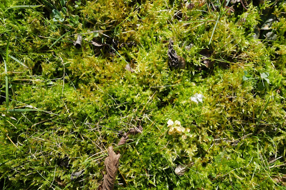 green and yellow flower plant