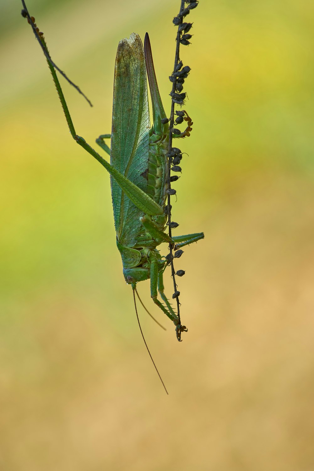 green grasshopper on brown stem in close up photography during daytime