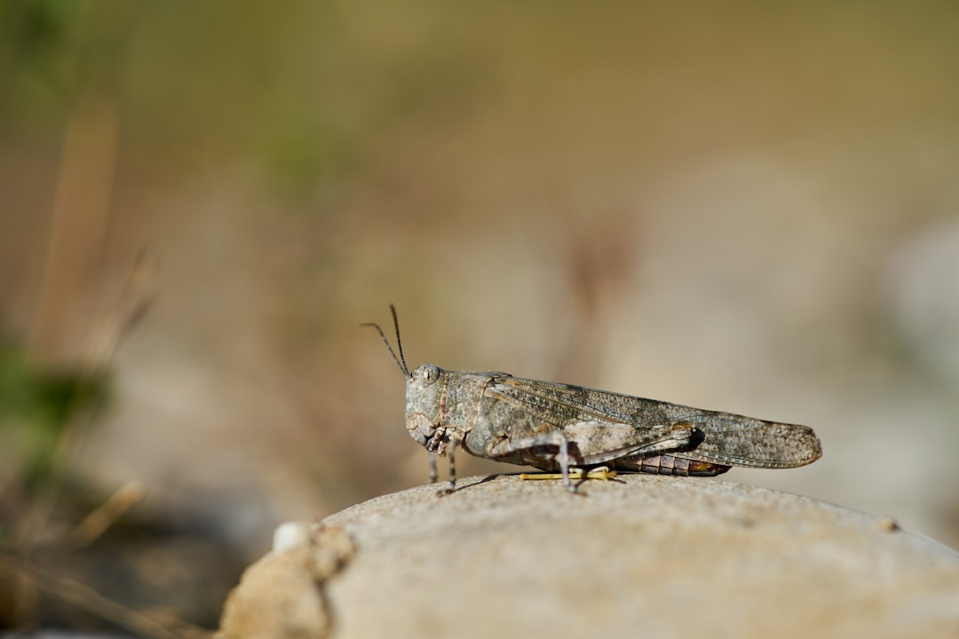 brown grasshopper on brown rock in close up photography during daytime