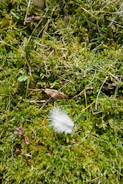 Close-up of a small bird’s feather resting gently on a bed of moss.
