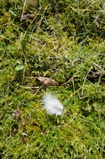 Close-up of a natural wooden spiral with soft feathers resting on a bed of moss and leaves.