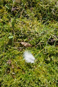 Close-up of a natural wooden spiral with soft feathers resting on a bed of moss and leaves.