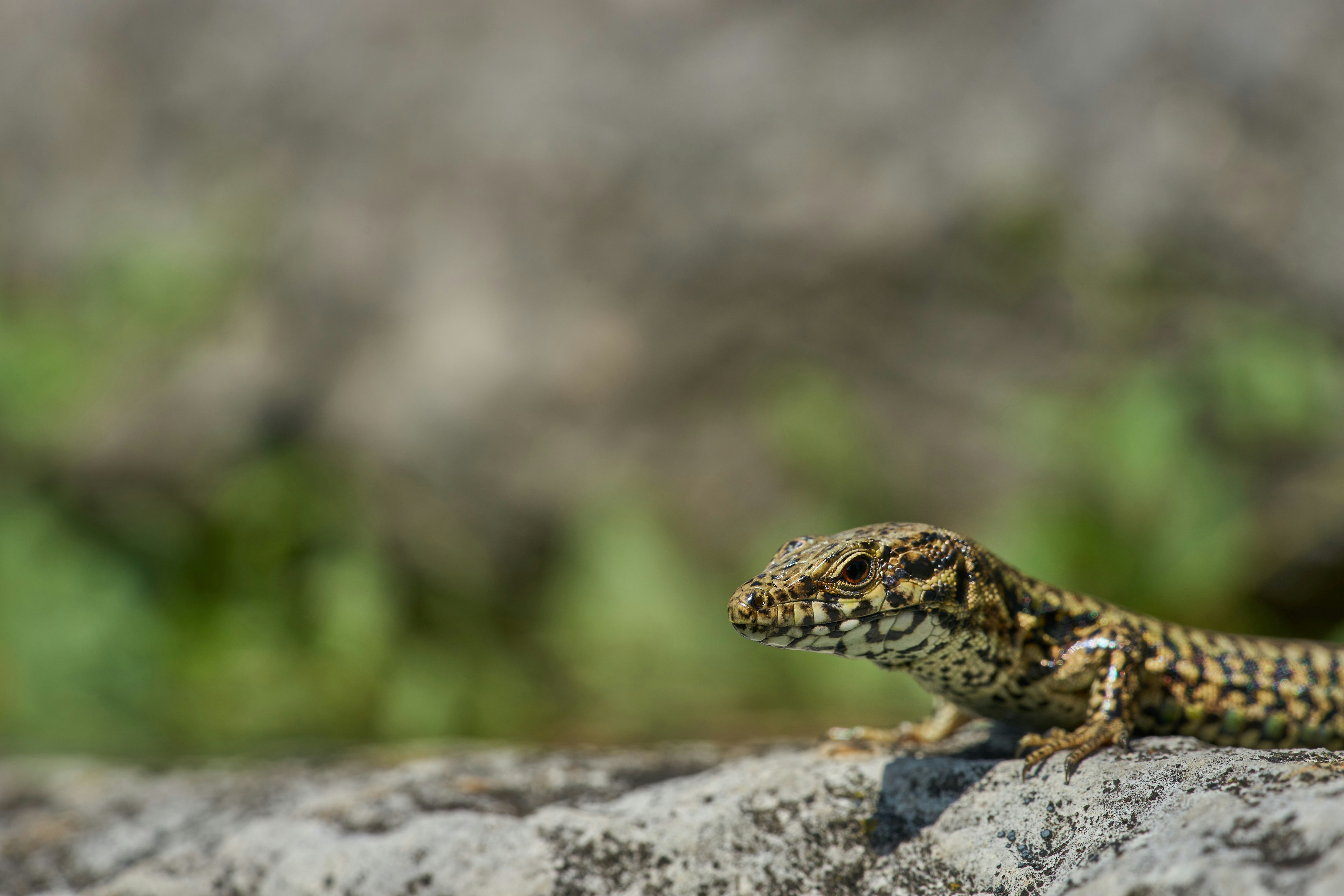 Photo by wolfgang_hasselmann