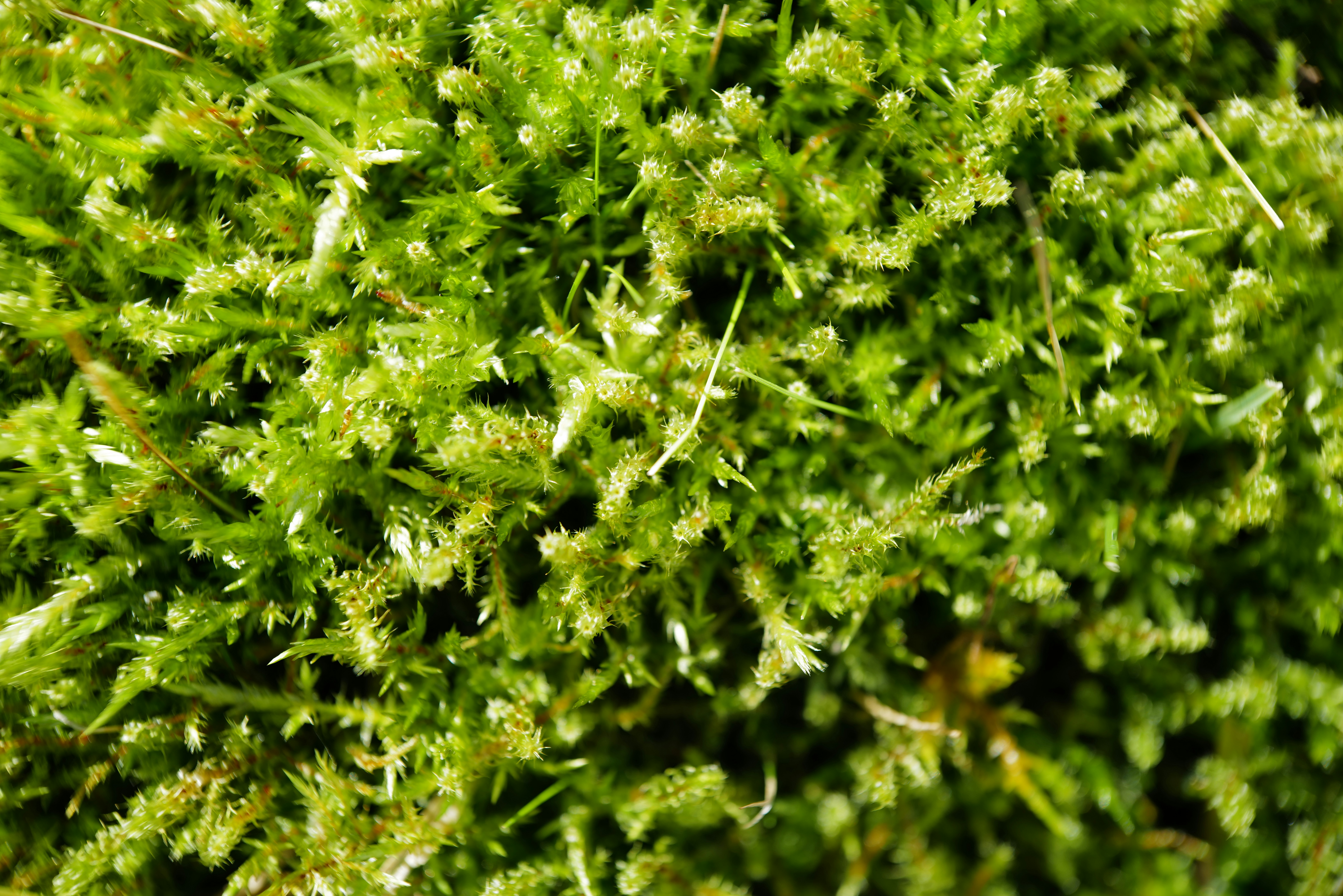 Photo by georgeiermann