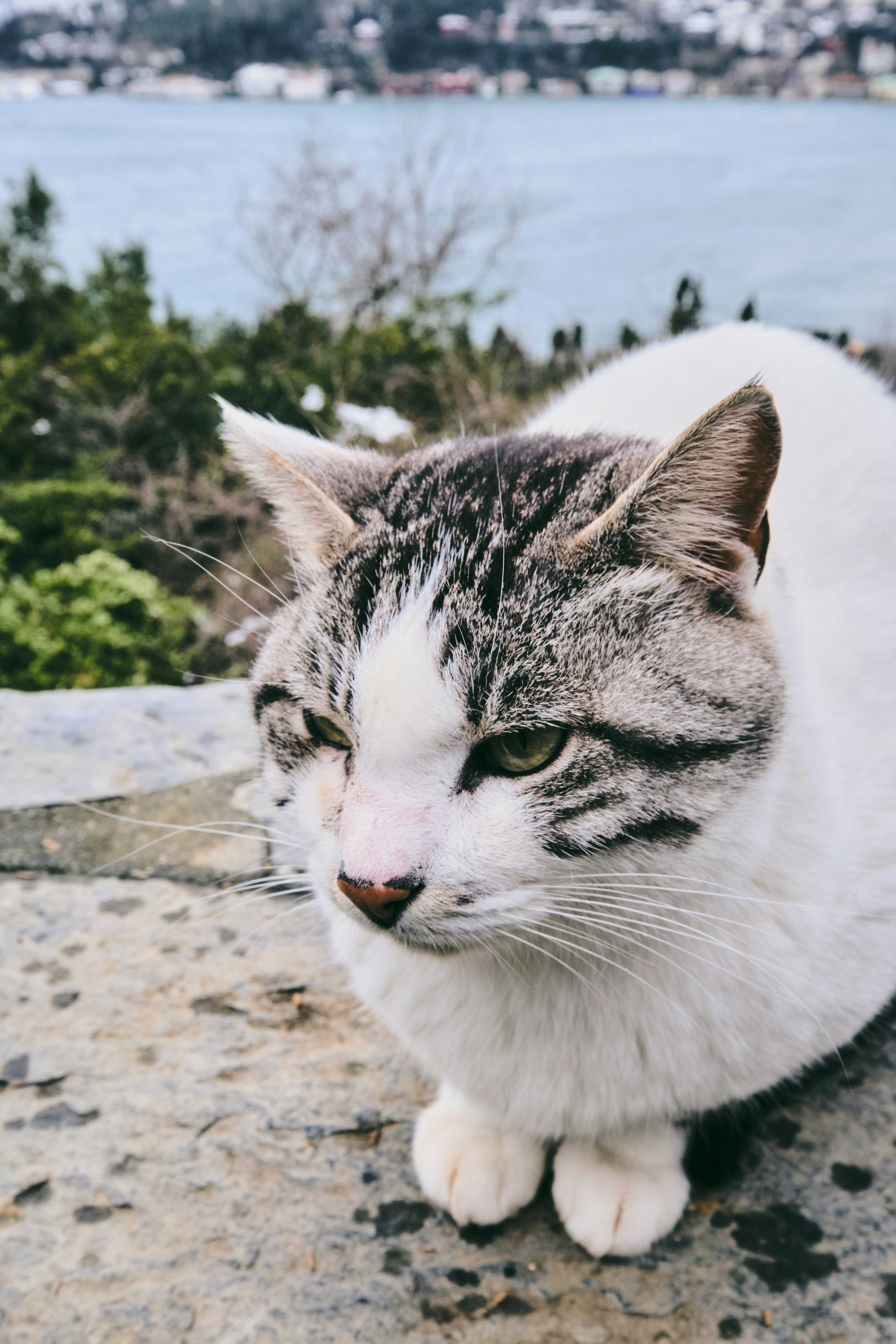 white and brown tabby cat on gray concrete pavement during daytime