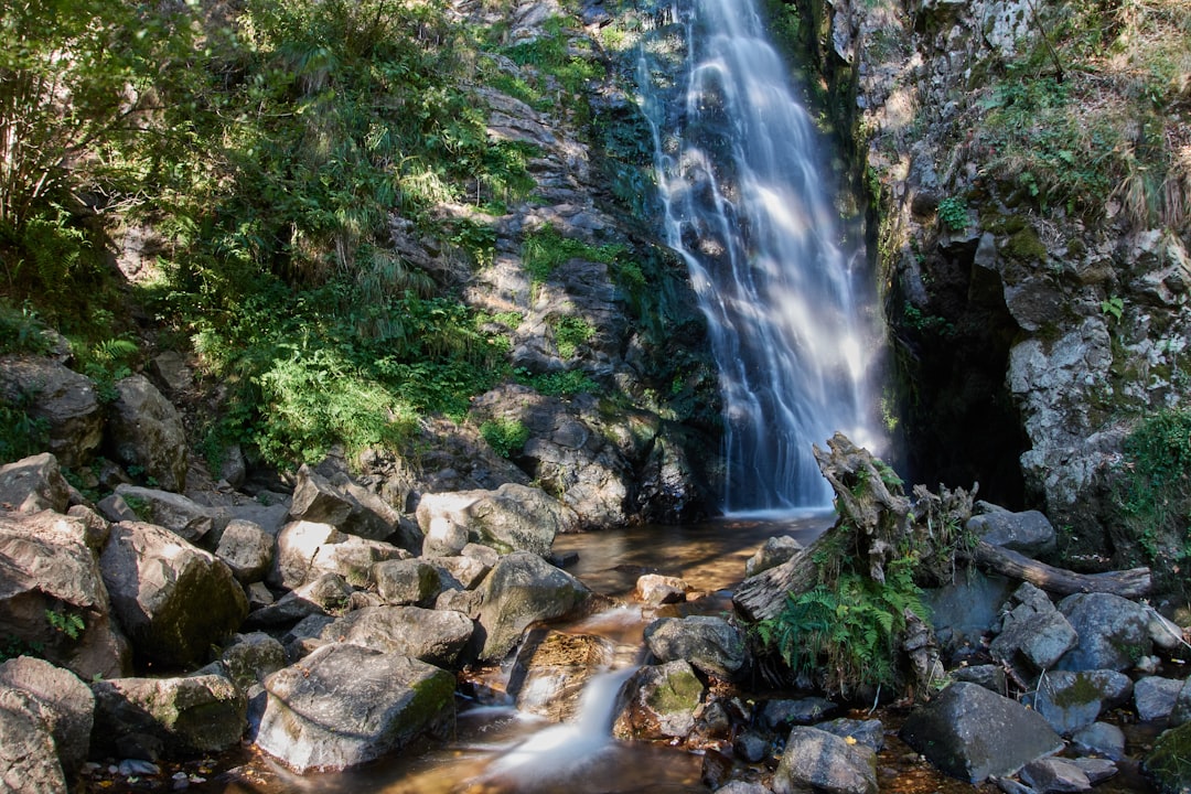 water falls in the middle of green trees