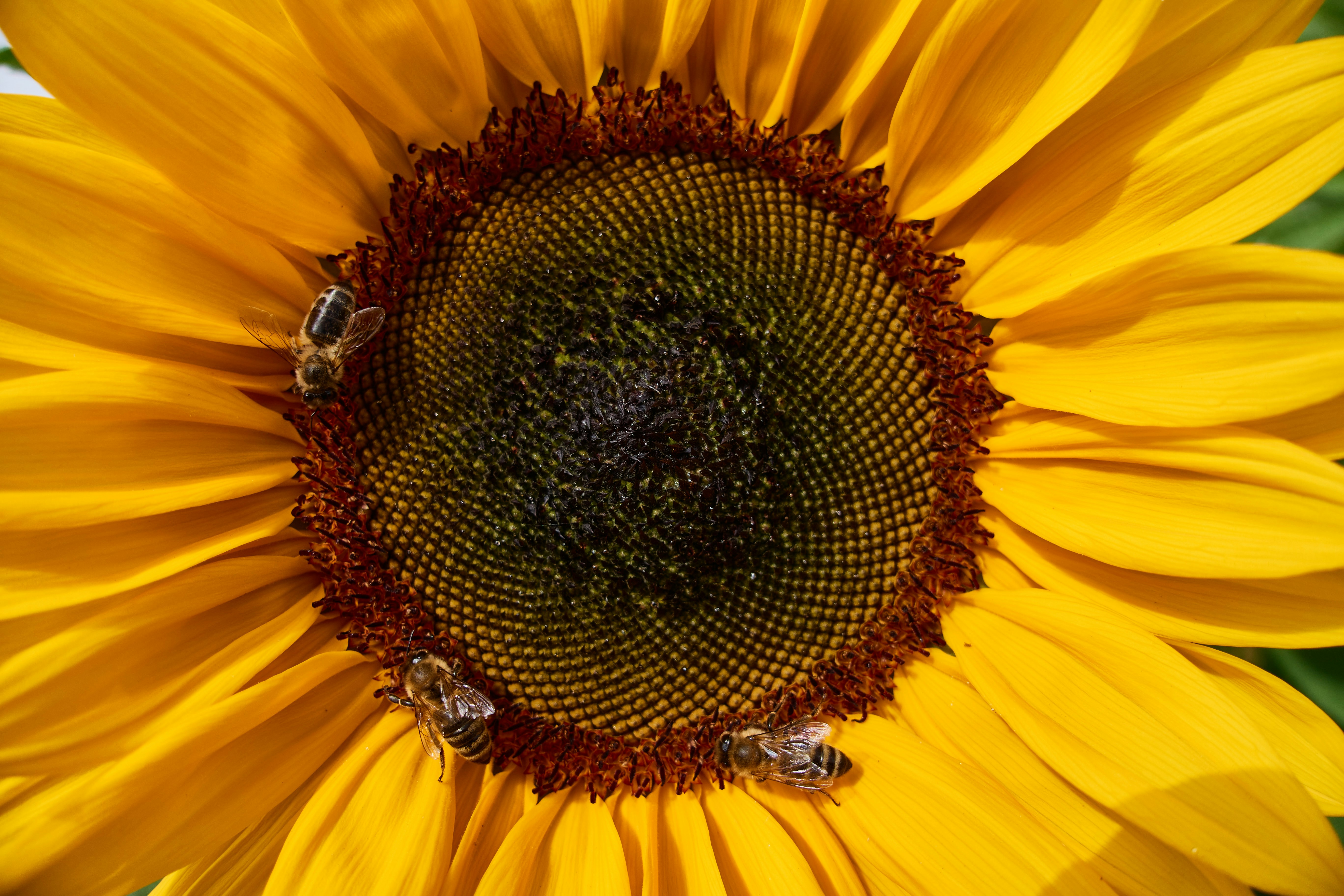 Photo by wolfgang_hasselmann