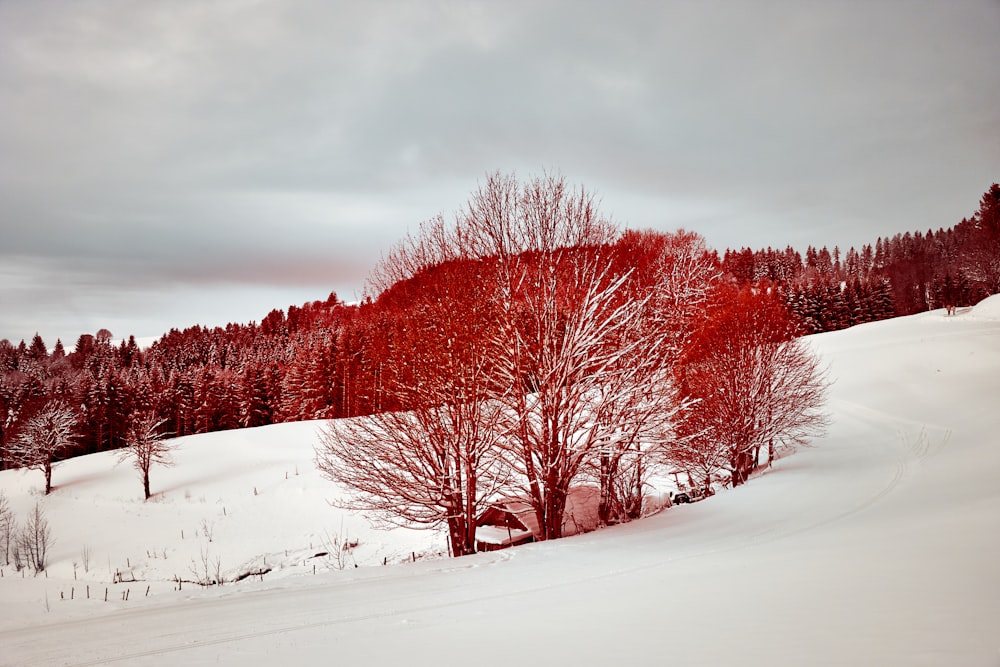 red trees on snow covered ground