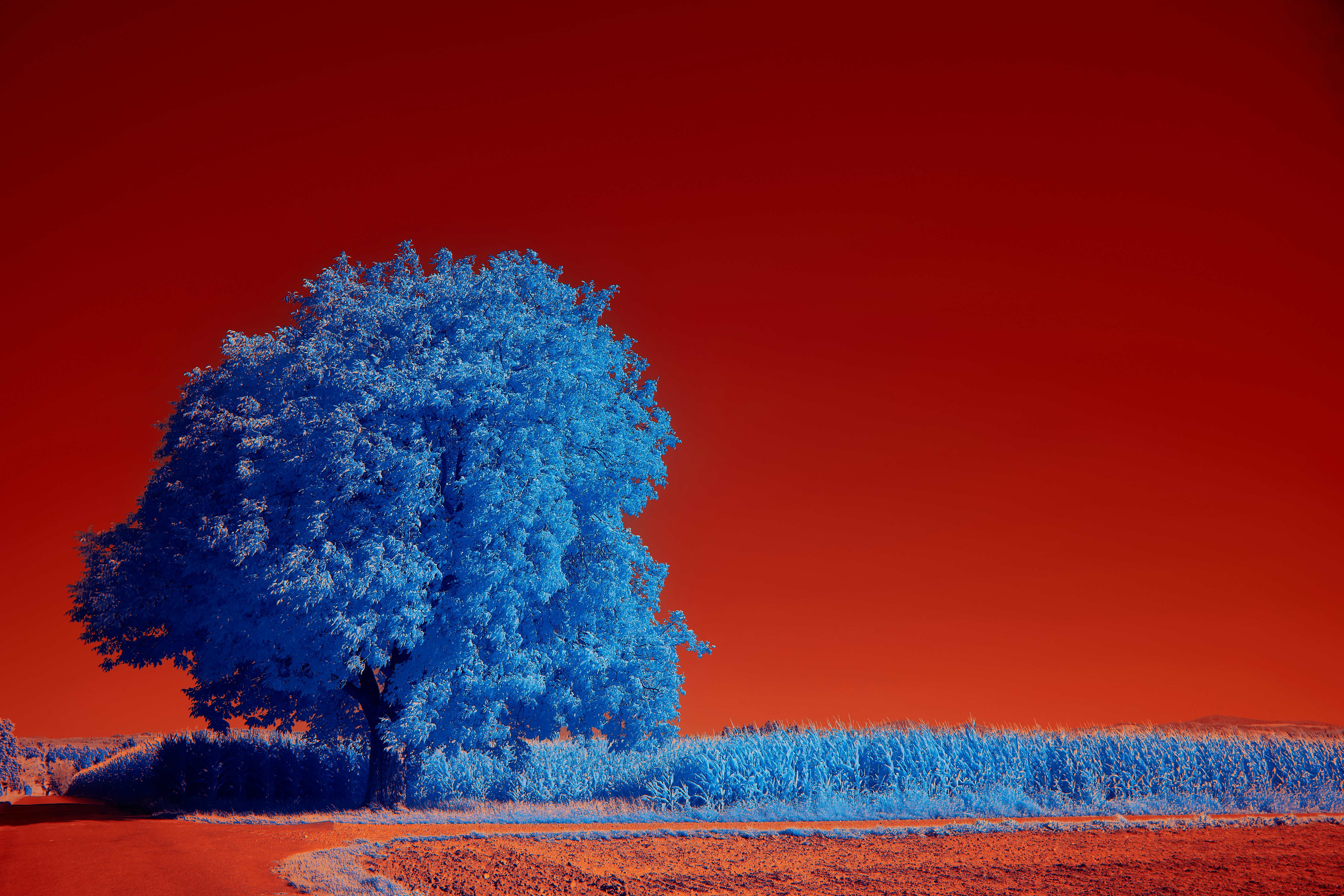 Photo by wolfgang_hasselmann