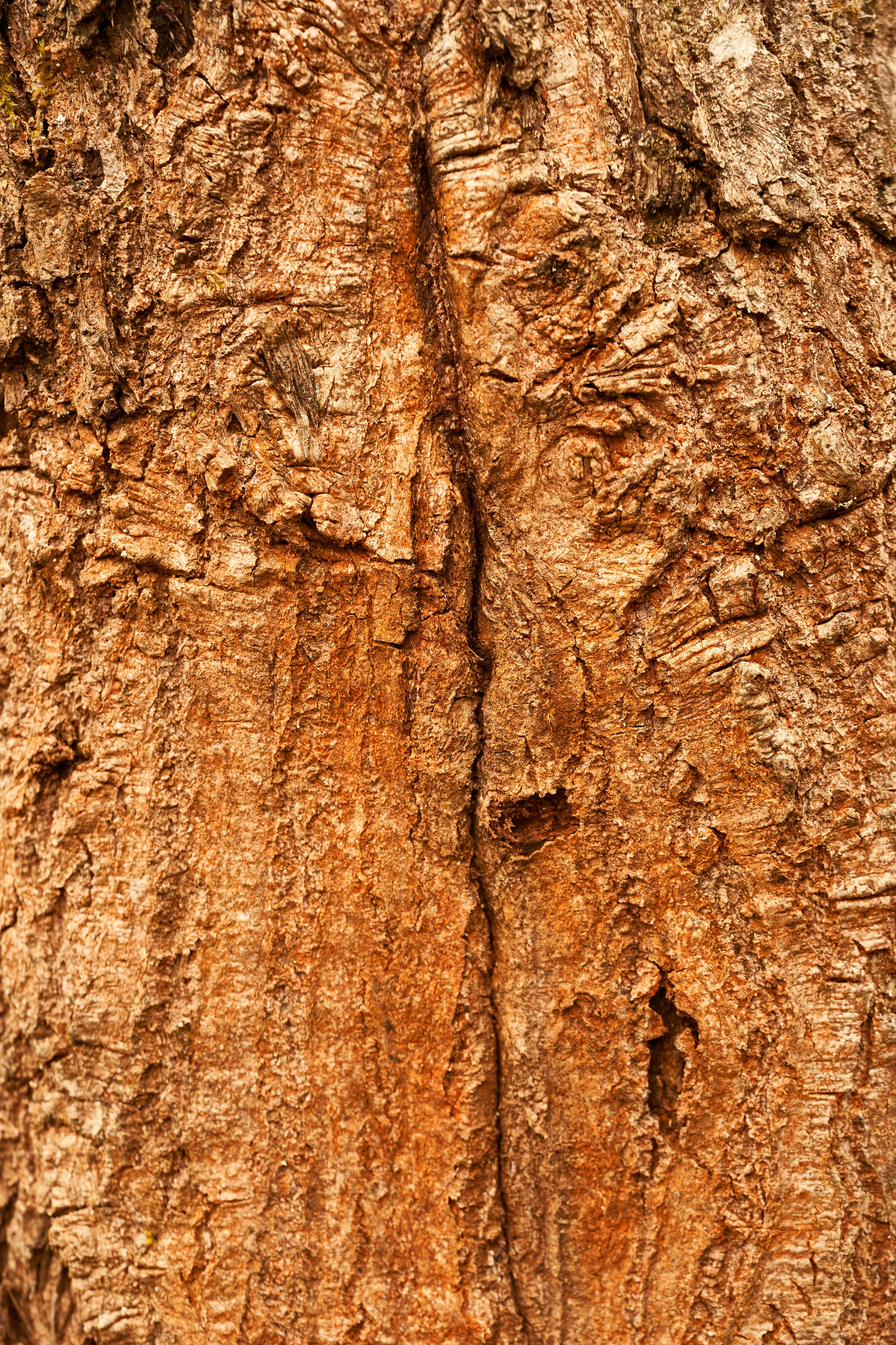 Photo by wolfgang_hasselmann