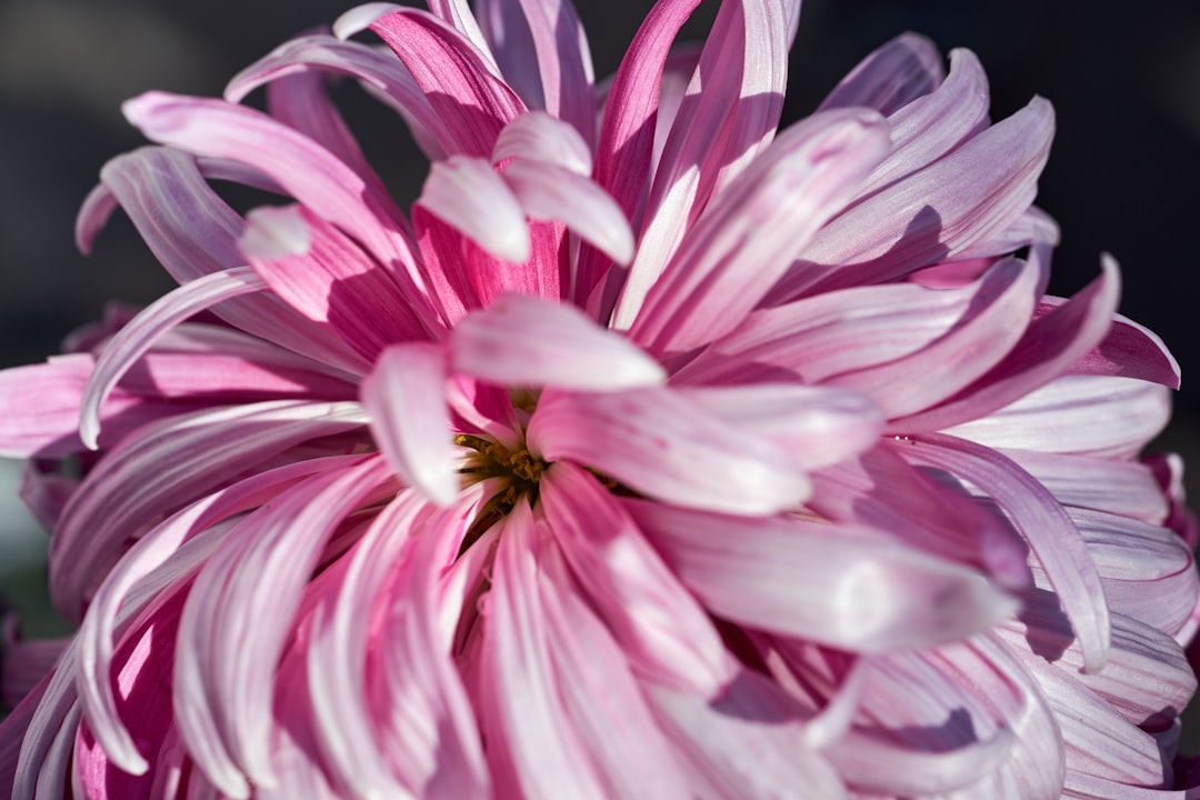 pink and white flower in macro shot