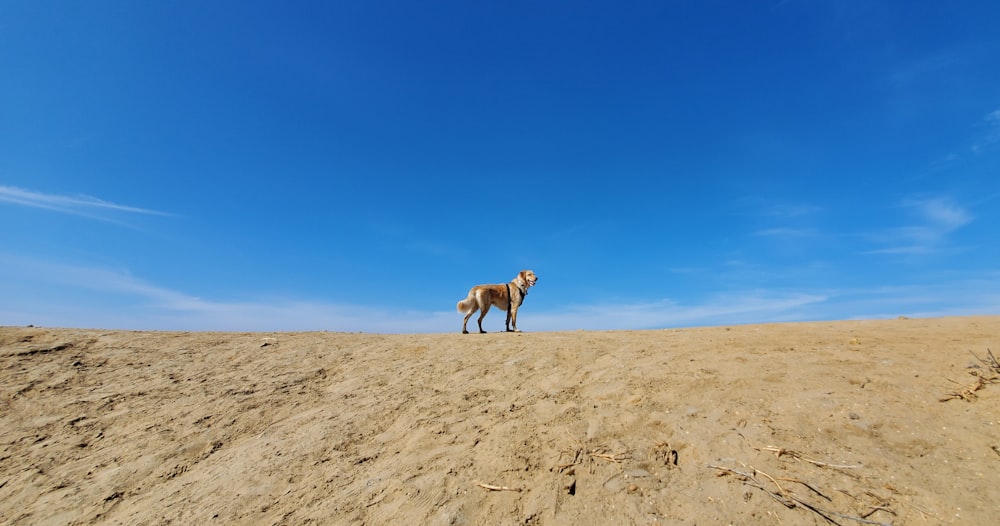 cavalo marrom na areia marrom sob o céu azul durante o dia