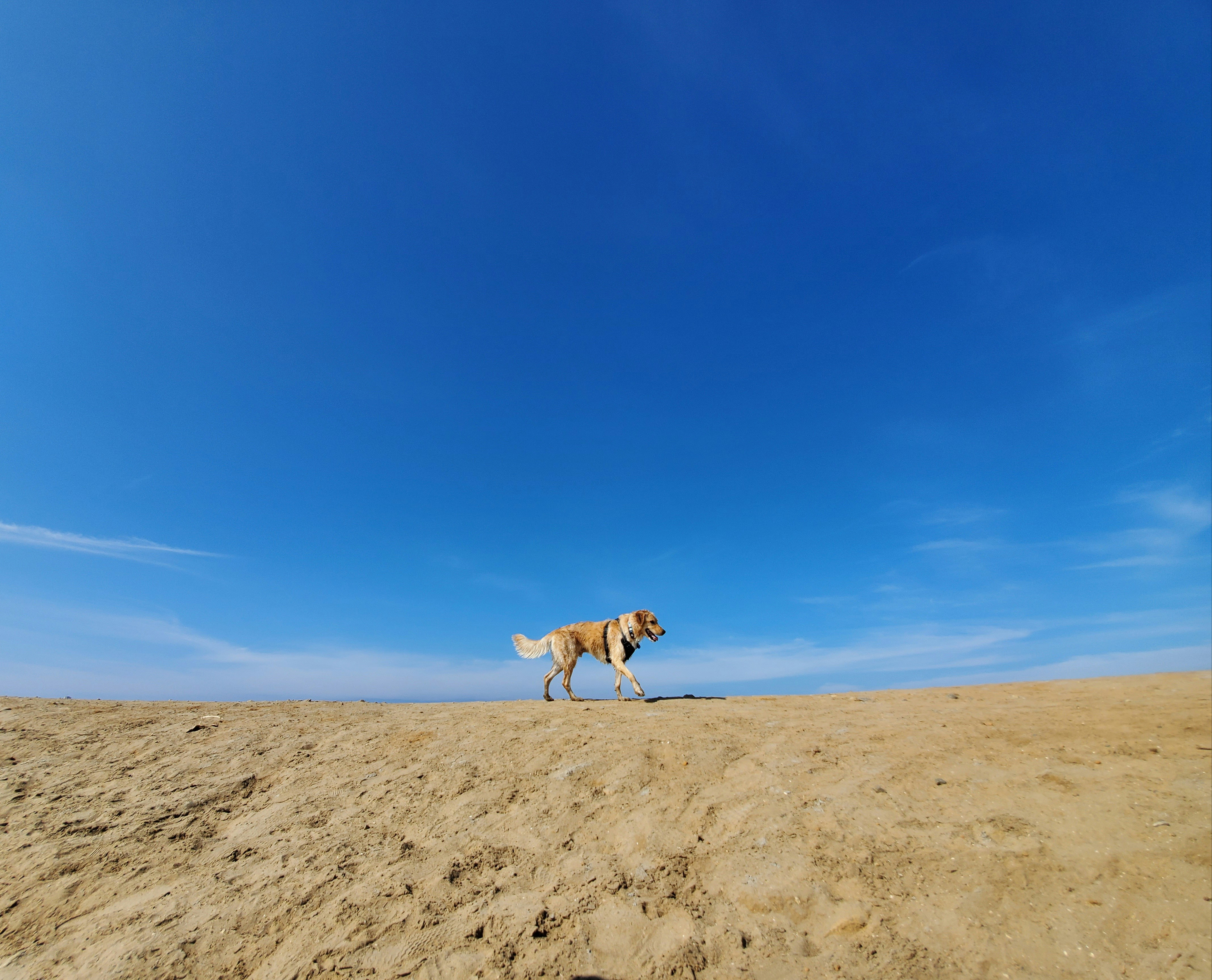 Emotional Overdrive: Stress or Lack of Stimulation