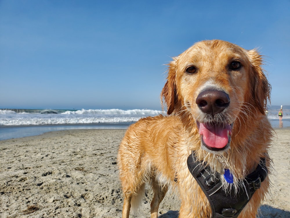 golden retriever na costa da praia durante o dia