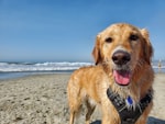 From a Pet Sitter’s Perspective: What to Know When You’re Taking Your Pet on Vacation