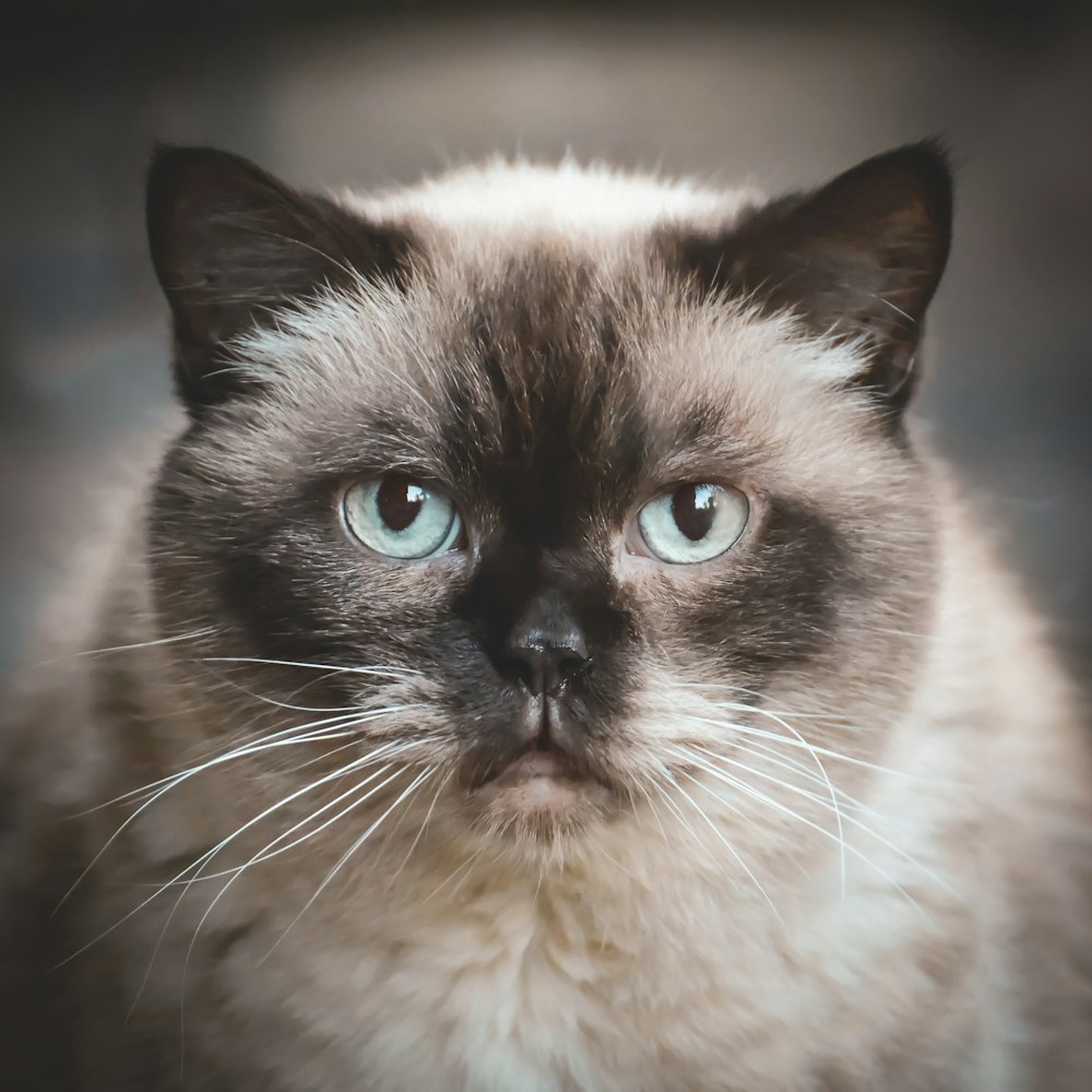 white and black cat in close up photography