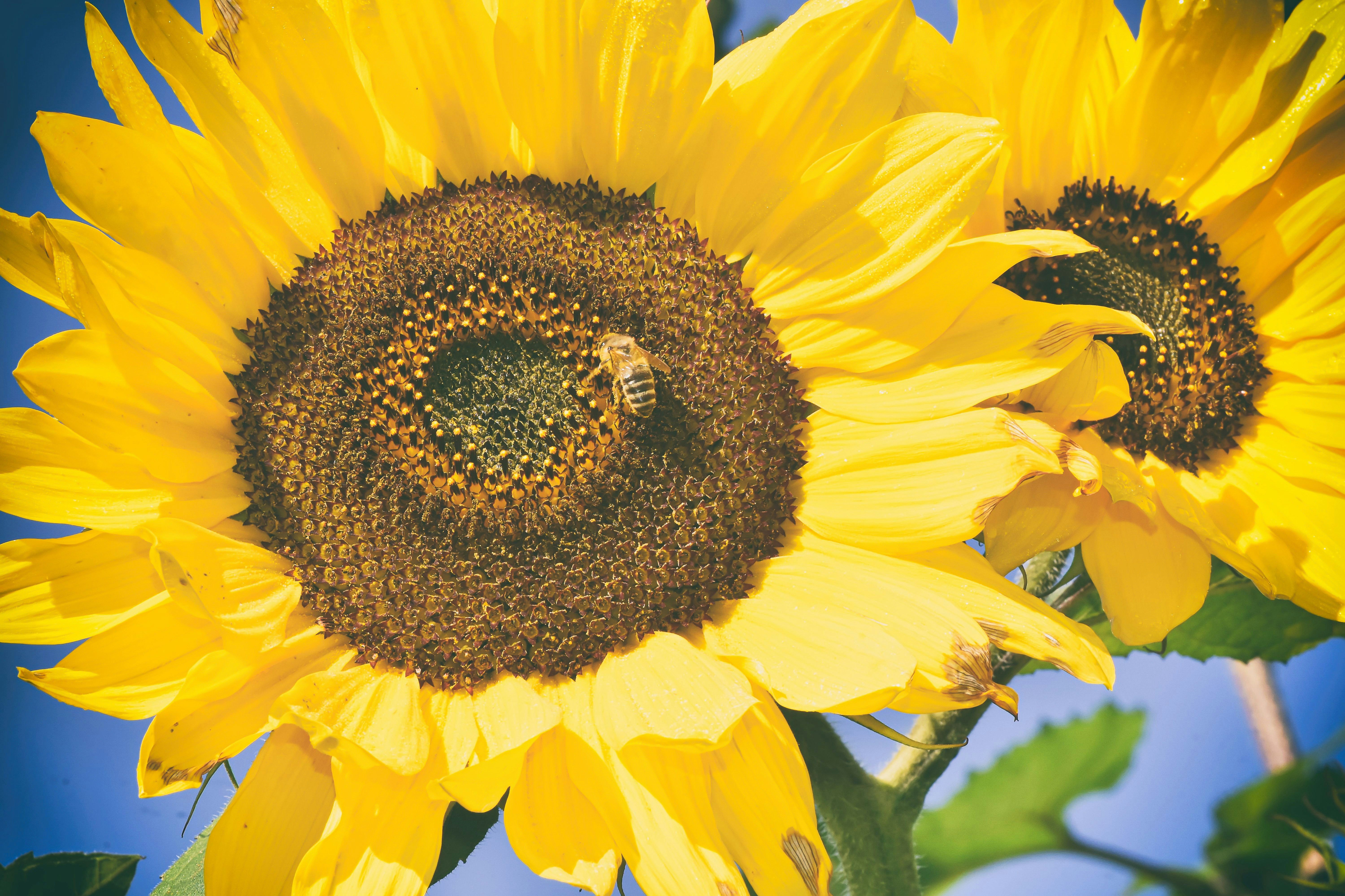 Photo by alexas_fotos