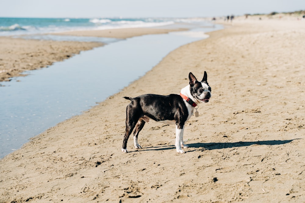Schwarz-weißer Kurzmantelhund, der tagsüber auf braunem Sand läuft