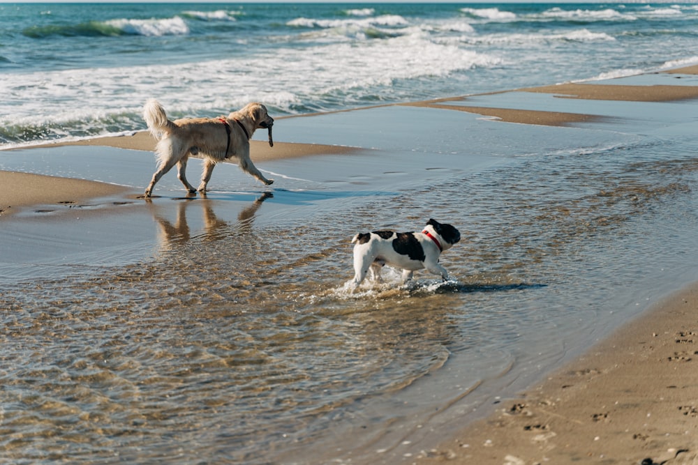 2 dogs on beach shore during daytime