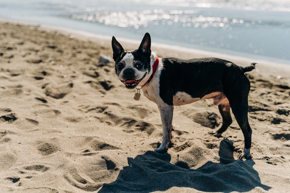 perro de tamaño mediano de pelaje corto blanco y negro paseando por la playa durante el día