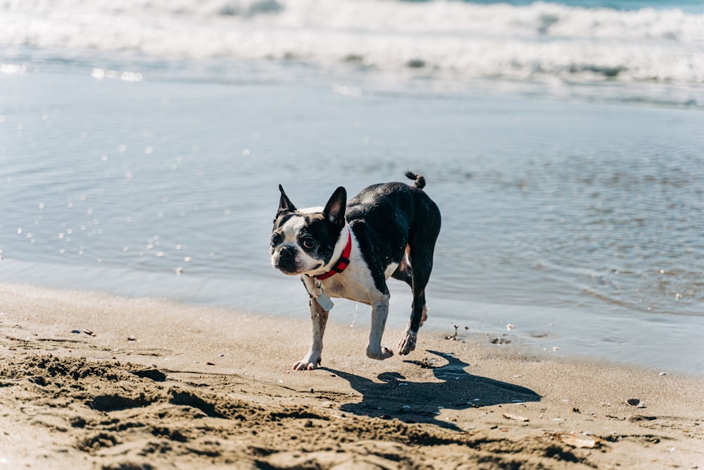 Perro de pelaje corto blanco y negro en la orilla de la playa durante el día