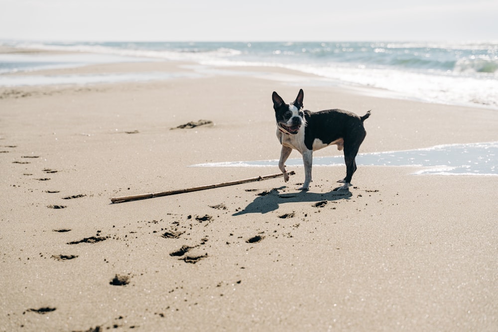 昼間のビーチでの黒と白の短いコートの犬