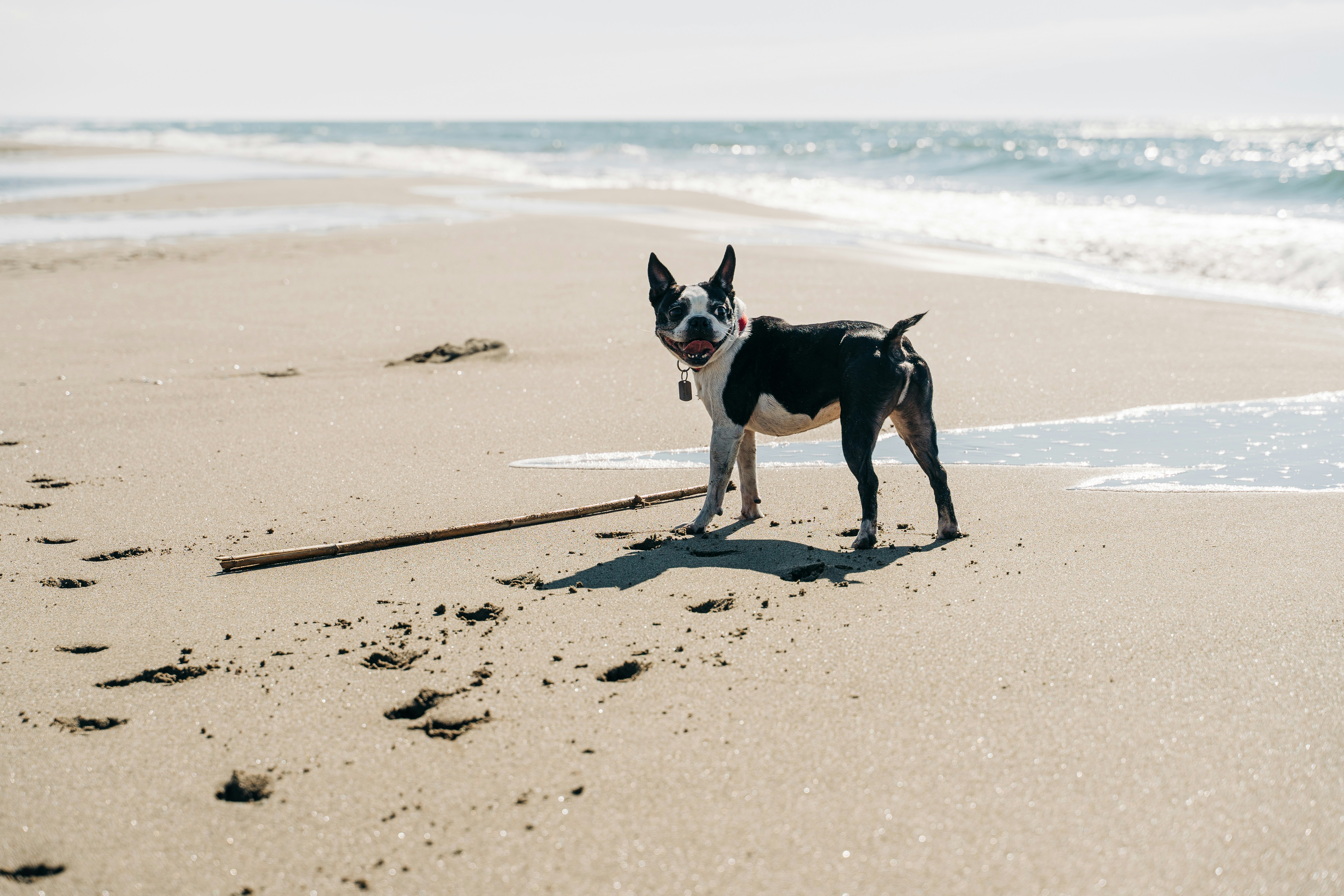 Paco the Boston Terrier at the beach in Ostia, Rome, Italy