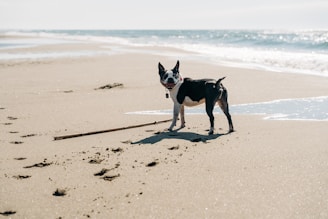 black and white short coat medium sized dog walking on beach during daytime