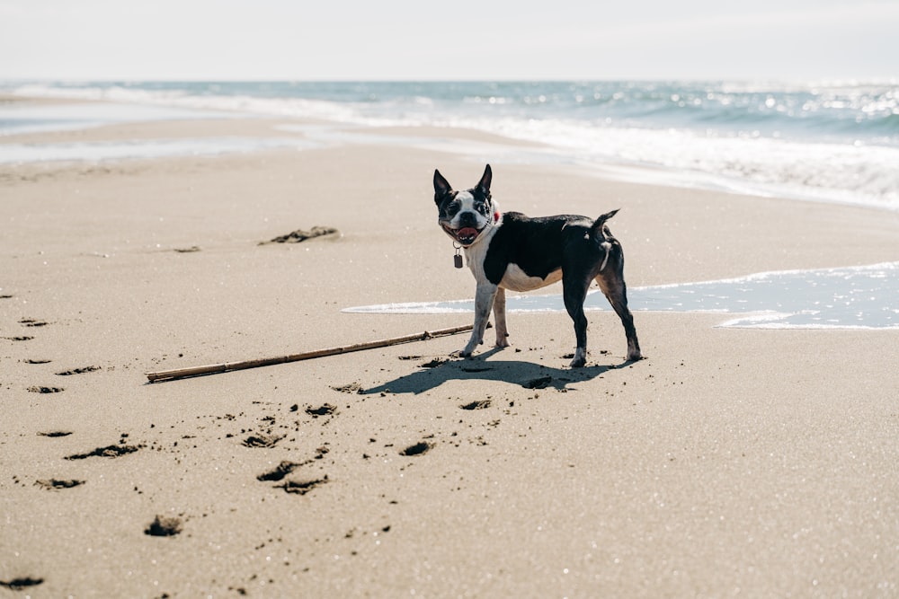 흑인과 백인 짧은 코트 낮에는 해변에서 산책하는 중간 크기의 개