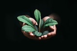 person holding green leaves in dark room