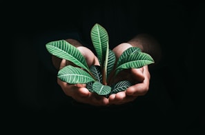 person holding green leaves in dark room
