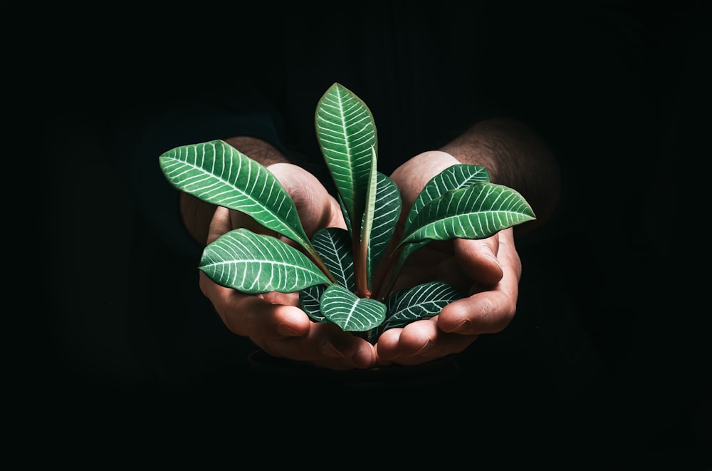 person holding green leaves in dark room