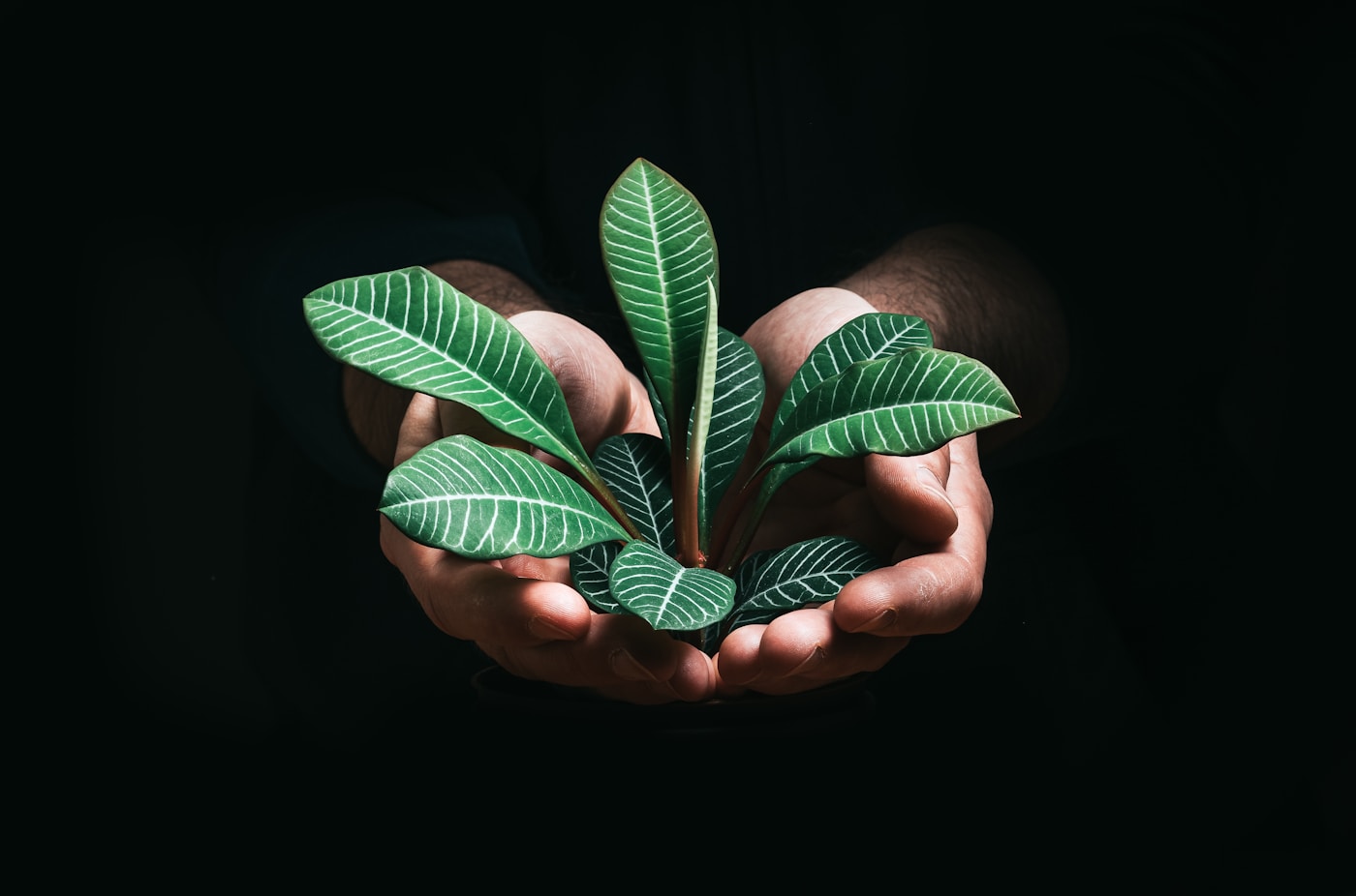 Hands holding botanical leaves