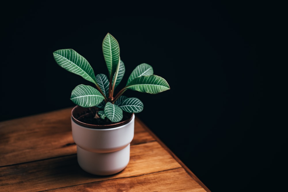 green plant in white ceramic pot