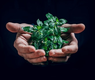 green plant on persons hand