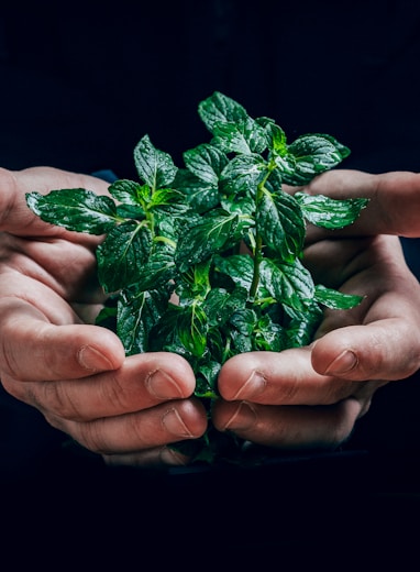 green plant on persons hand