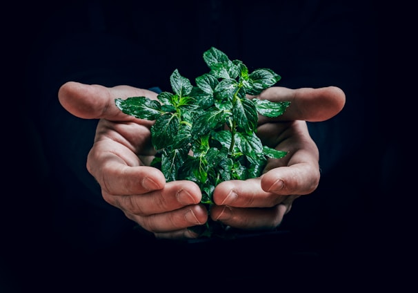 green plant on persons hand