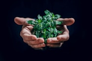 green plant on persons hand