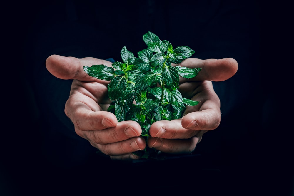 planta verde na mão das pessoas