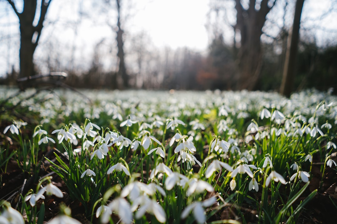 green plant field during daytime