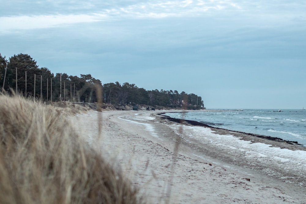 beach shore with trees and buildings in distance under blue sky with white clouds during daytime