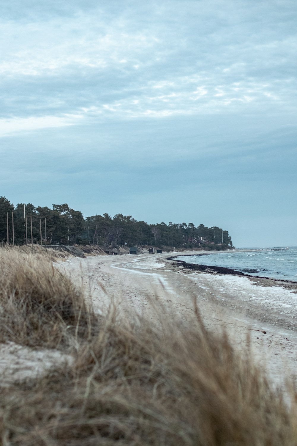 brown grass on beach shore during daytime