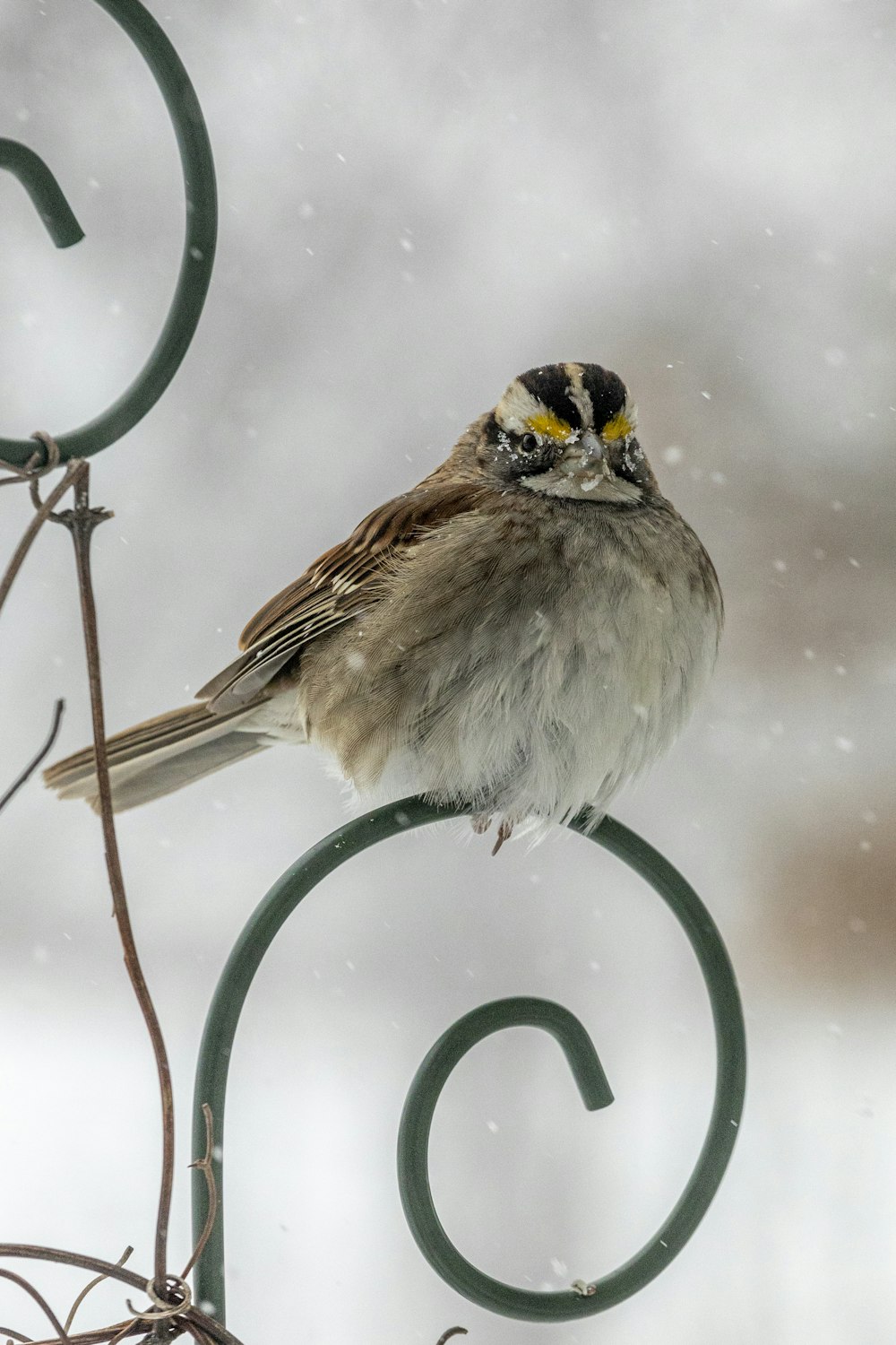 brown and white bird on green metal fence covered with snow during daytime